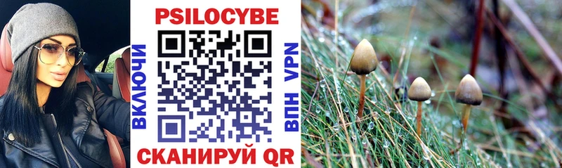 MEGA ССЫЛКА  Вольск  Галлюциногенные грибы Psilocybine cubensis 
